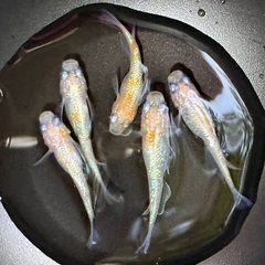 【めだか・メダカ】若魚販売（強青ラメサファイア系・王華） 1匹100円 発送可の画像