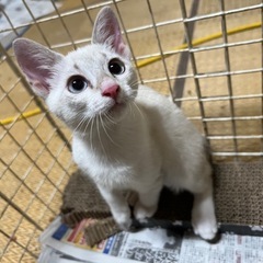 0才3ヶ月🐱❤️‍🔥里親募集しています！早く飼い主様が見つかりま...