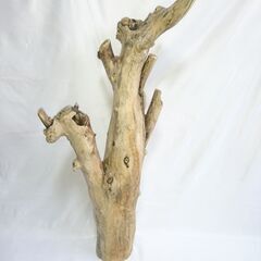 高さ86cm × 幅40cm × 奥行24cm【超重量級・特殊形状】天然流木 登り木＆シェルター構造（No.特008）｜フトアゴ・モニター・カメレオン向けの画像