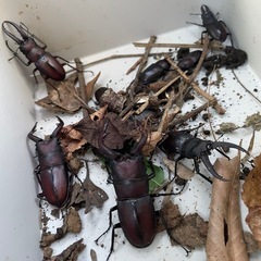 【大量15匹セット】カブトムシ・ノコギリクワガタ🪲夏休みセットの画像