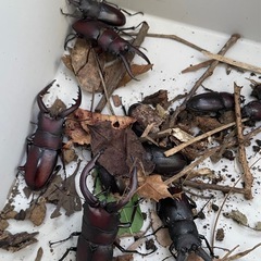 【大量15匹セット】カブトムシ・ノコギリクワガタ🪲夏休みセットの画像