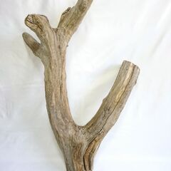 高さ88cm × 幅63cm × 奥行26cm【超重量級・特殊形状】天然流木（No.特006）｜モニター・フトアゴ・パンサーカメレオン向けの画像
