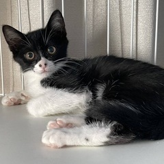 【保護猫】生後2ヶ月子猫の里親さん募集中‼️エーちゃん女の子