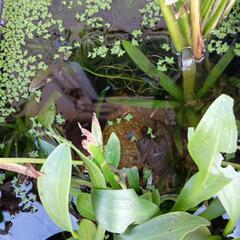 水草のみの画像