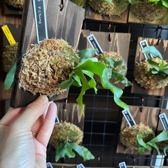 ビカクシダ　板付け　P.changの画像