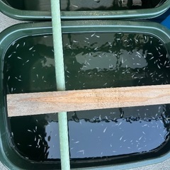 商談中　去年生まれのメダカ1匹20円の画像