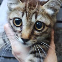 里親募集　800グラムの子猫