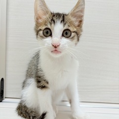 【北九州】キジシロ子猫の里親さんを募集/生後2ヶ月/男の子