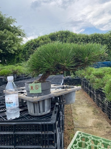 赤松　黒松盆栽　格安　多数掲載　在庫2000本