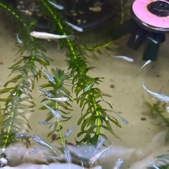 第二弾　小学生自由研究　マリアージュ系、若魚　の画像