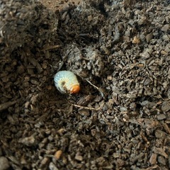 国産カブトムシ（幼虫）
の画像