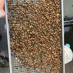 陽除けやトンボ避けに　その他使い方は無限ですね
の画像