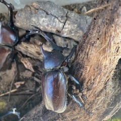 カブトムシ　　ペアの画像