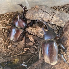 カブトムシ　　ペアの画像