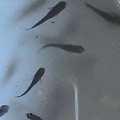 メダカ　オロチ10匹＋【おまけ】の画像