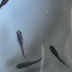 メダカ　オロチ10匹＋【おまけ】の画像