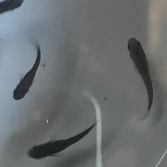 メダカ　オロチ10匹＋【おまけ】の画像