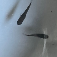 メダカ　オロチ10匹＋【おまけ】の画像
