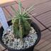 ランキングキーワードに紐づく投稿画像-多肉植物