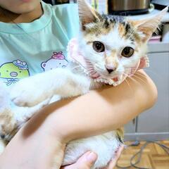 うるうるした目が愛くるしい子猫の里親募集