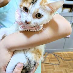 ちょんぼりちょろりな尻尾が可愛い。