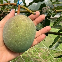 キーツマンゴー(無農薬)の画像