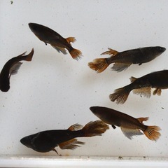サタンレッドテール　若魚　メダカ　めだか　1匹300円‼️写真1枚目2枚目現物❗️3枚目4枚目種親❣️残り20匹程度‼️の画像
