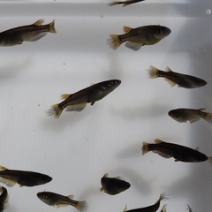 サタンレッドテール　若魚　メダカ　めだか　1匹300円‼️写真1枚目2枚目現物❗️3枚目4枚目種親❣️残り20匹程度‼️の画像