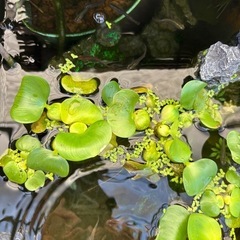メダカの画像