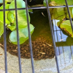 メダカの画像