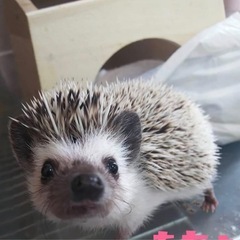 ハリネズミ