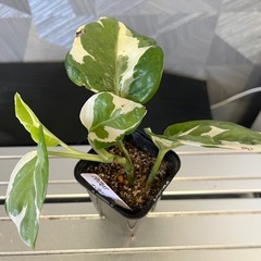 【観葉植物】ポトスエンジョイの画像