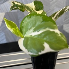【観葉植物】ポトスエンジョイの画像