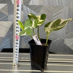 【観葉植物】ポトスエンジョイの画像