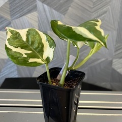 【観葉植物】ポトスエンジョイの画像