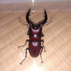 クワガタ  カブトムシの画像