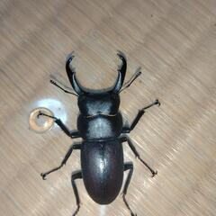 クワガタ  カブトムシの画像