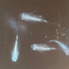 メダカ「ブルースターダスト」針子10匹の画像