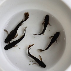 サタンレッドテール　若魚　メダカ　めだか　1匹300円‼️写真1枚目2枚目現物❗️3枚目4枚目種親❣️残り20匹程度‼️の画像