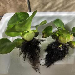 【水草・浮草】ホテイアオイ（ホテイソウ）の画像