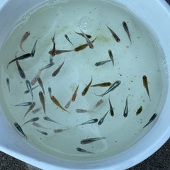 メダカミックス45匹　1000円〜　改良めだかの画像