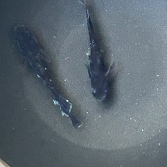 メダカ　MWR WF 若魚　1ペア　産卵中の画像