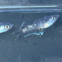 メダカ　MWR WF 若魚　1ペア　産卵中の画像