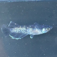 メダカ　MWR WF 若魚　1ペア　産卵中の画像