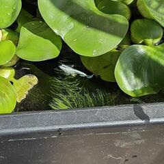 ホテイ草【メダカの卵つき！】夏休みの自由研究や趣味に！の画像