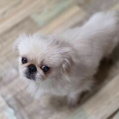 ペキニーズ４歳♀️(ふうかちゃん) - 犬