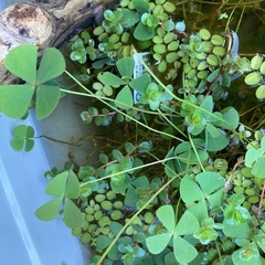 メダカ・エビ・水草セット⭐︎ビオトープに⭐︎の画像