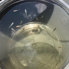メダカ・エビ・水草セット⭐︎ビオトープに⭐︎の画像
