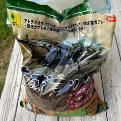カブトムシ　虫かご、土など育成セットの画像