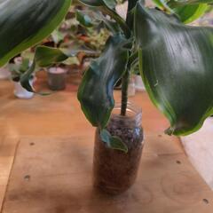 観葉植物 ドラセナ•ドラドの画像